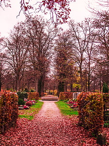 fallen autumn leaves on pathway near green grass area thumbnail