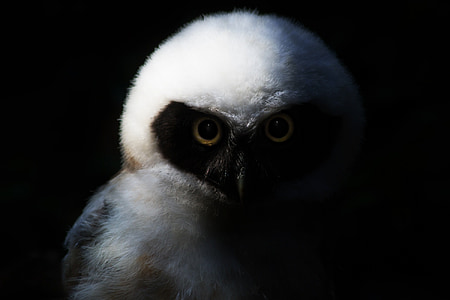 white animal thumbnail