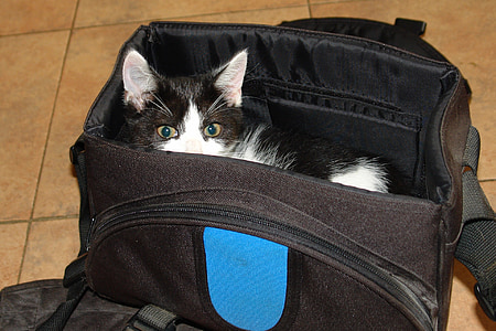 black and white kitten in bag thumbnail