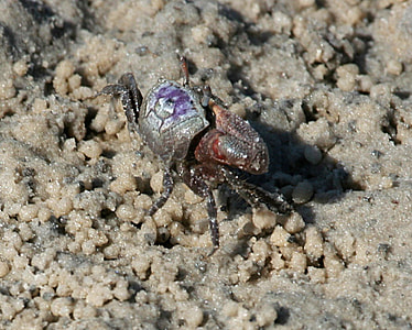 Sand fiddler crab -- Uca pugilator thumbnail