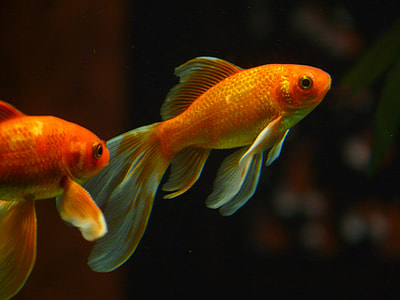 selective focus photography of two goldfish thumbnail