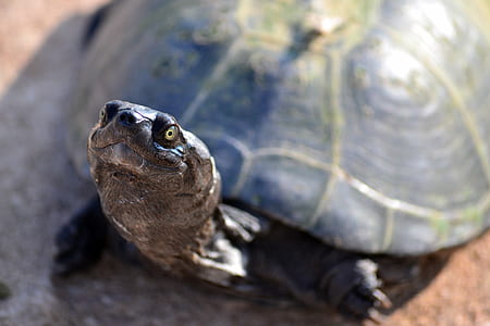 Turtle on Brown Ground thumbnail