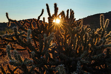 green and black cactus at daylight thumbnail