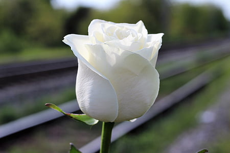 shallow focus photography of white rose thumbnail
