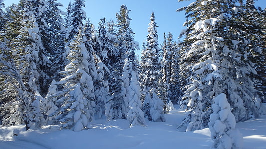photo pine tree covered with snow thumbnail