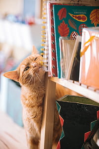 orange tabby cat climbing on book rack thumbnail