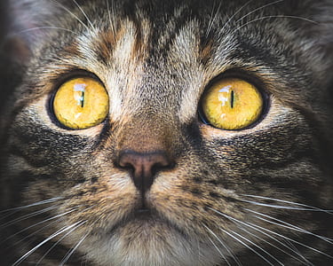 focus photography of brown tabby cat thumbnail