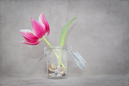 pink flower on clear glass vase thumbnail