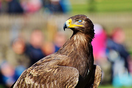 brown and yellow eagle thumbnail