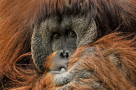 brown orangutan thumbnail