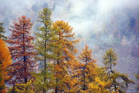 brown and green leafed pine trees thumbnail