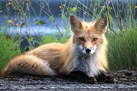 brown fox thumbnail