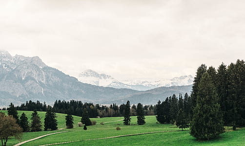 landscape of pine trees thumbnail