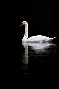 white goose on calm water thumbnail