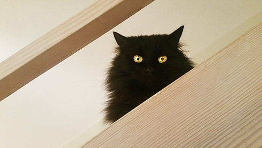black cat on wooden platform thumbnail