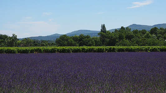 Lavender Field, Lavender thumbnail