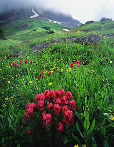 bed or red and yellow flowers thumbnail