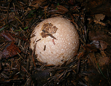 Amanita Muscaria, Fly Agaric thumbnail