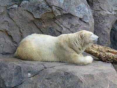 Polar bear lying on gray rock near brown log thumbnail