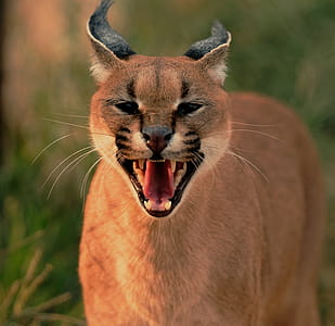 Close-up Photo of Brown Wild Cat thumbnail