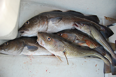 several brown fishes thumbnail