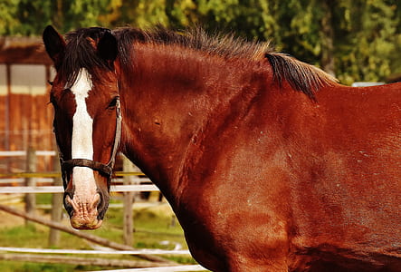 selective focus photography of brown and white horse thumbnail