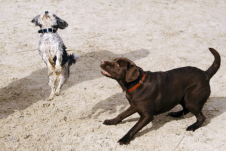 Cute Dogs thumbnail