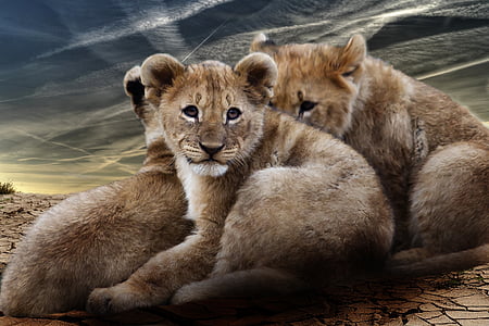 three lion cubs on deserted land thumbnail