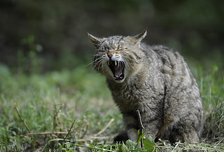 silver cat on grass field thumbnail