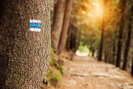 Touristic sign on tree next to touristic path thumbnail