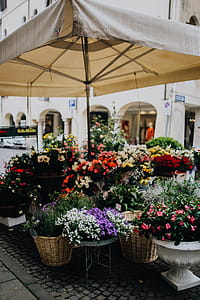 Flower shop in Castelfranco Veneto, Italy thumbnail