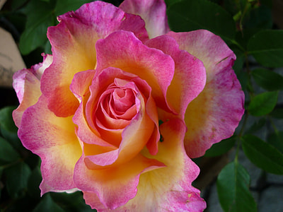 closeup photography of pink and yellow flower thumbnail