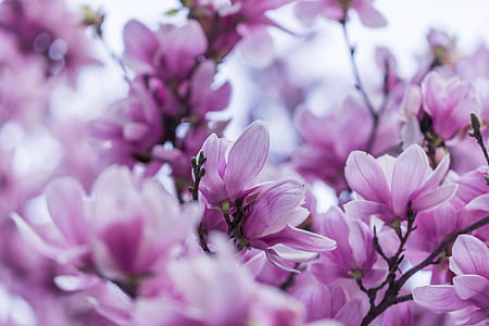 shallow focus photography of pink flowers thumbnail