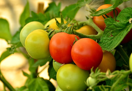 selective focus photography of tomatoes thumbnail