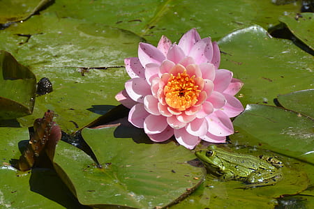 pink Lotus flower beside green frog thumbnail