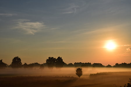 silhouette photo of trees during daytime thumbnail