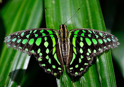 green and black butterfly on green leaf in closeup shot thumbnail