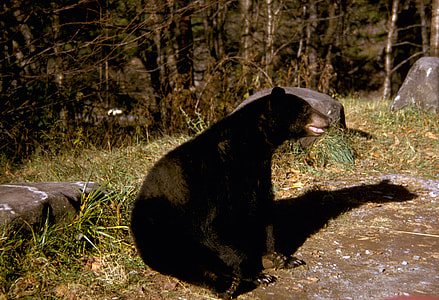 Black Bear in Great Smoky Mountains National Park, Tennessee thumbnail
