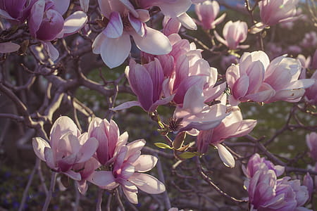 Magnolia In Bloom Photo thumbnail
