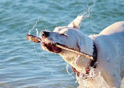 adult yellow Labrador retriever biting twig on the body of water photography thumbnail