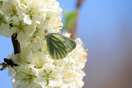 white flowers thumbnail