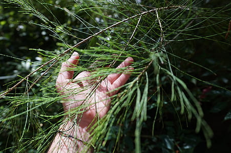 person holding green leafed plant thumbnail