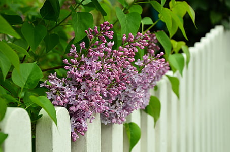pink cluster flower on white bench thumbnail