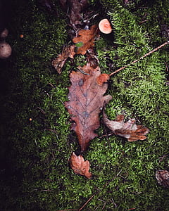 dry leaves on green grasses thumbnail