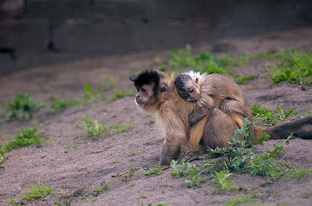 brown-and-black monkeys on brown soil thumbnail