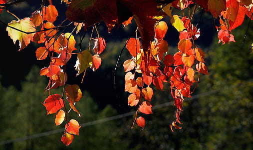 shallow focus photo of tree leaves thumbnail