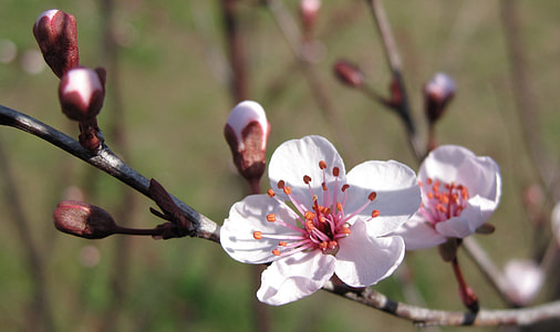 shallow photography of white flower thumbnail
