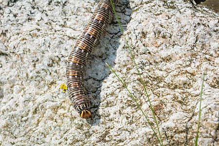 Kiefernschwaermer, Caterpillar thumbnail