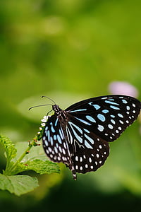 close up photo of white and black butterfly during daytime thumbnail