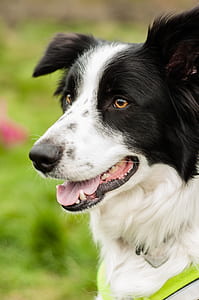 short-coated white and black dog thumbnail